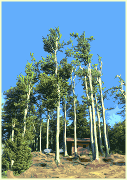 Tree Hut