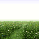 Flower Field