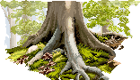 Roots