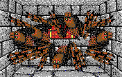 Spiders