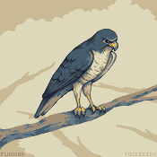 Falcon