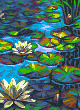 Pond