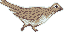 Pheasant