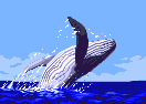 Whale