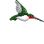 Humming Bird