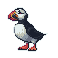 Atlantic Puffin