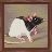 Rat