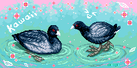 Pigeons