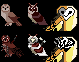 Owls