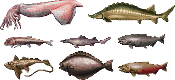 Fish