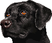Black Dog