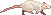 Rat