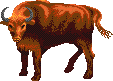 Buffalo
