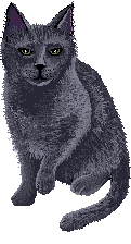 Gray Cat