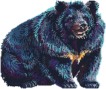 Moon Bear