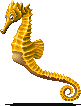 Horsefish