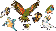 Birds
