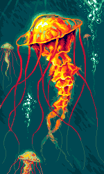 Jellyfish