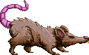 Rat