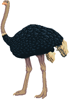 Ostrich