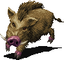 Boar