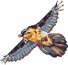 Hawk