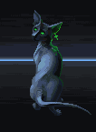 Gray Cat