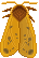 Moth