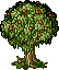 Apple Tree
