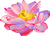 Flower Lotus