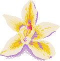 Flower Muestra