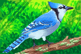 Blue Jay