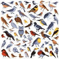 Birds