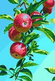 Apples
