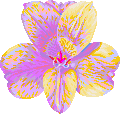 Flower Amaranth