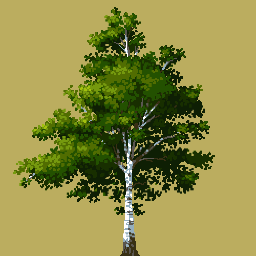 Birch Tree